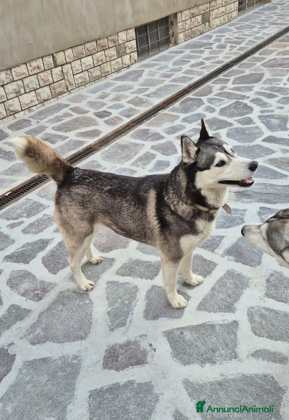 Husky cani Per monta - Annuncio 1