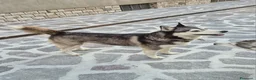 Husky cani per accoppiamento: Per monta a Provincia di Brescia - Annuncio 1
