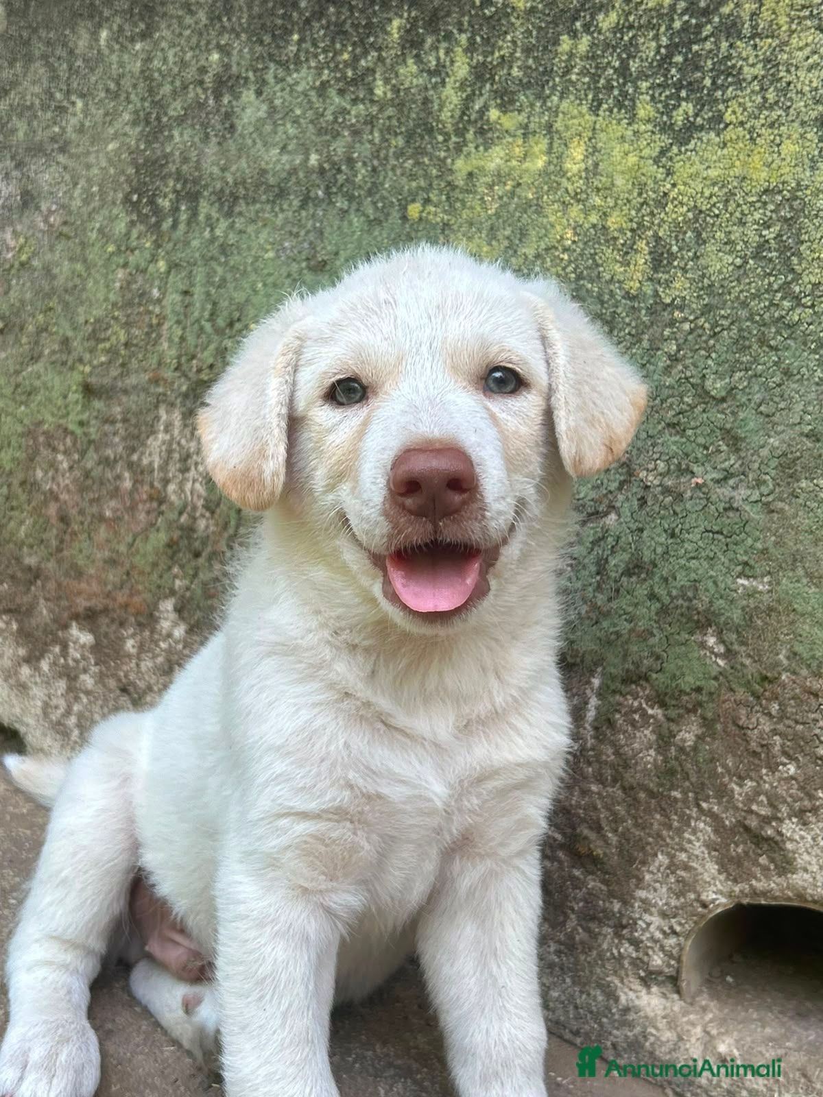 Meticcio cani Lumi cerca casa 🏠 - Annuncio 41
