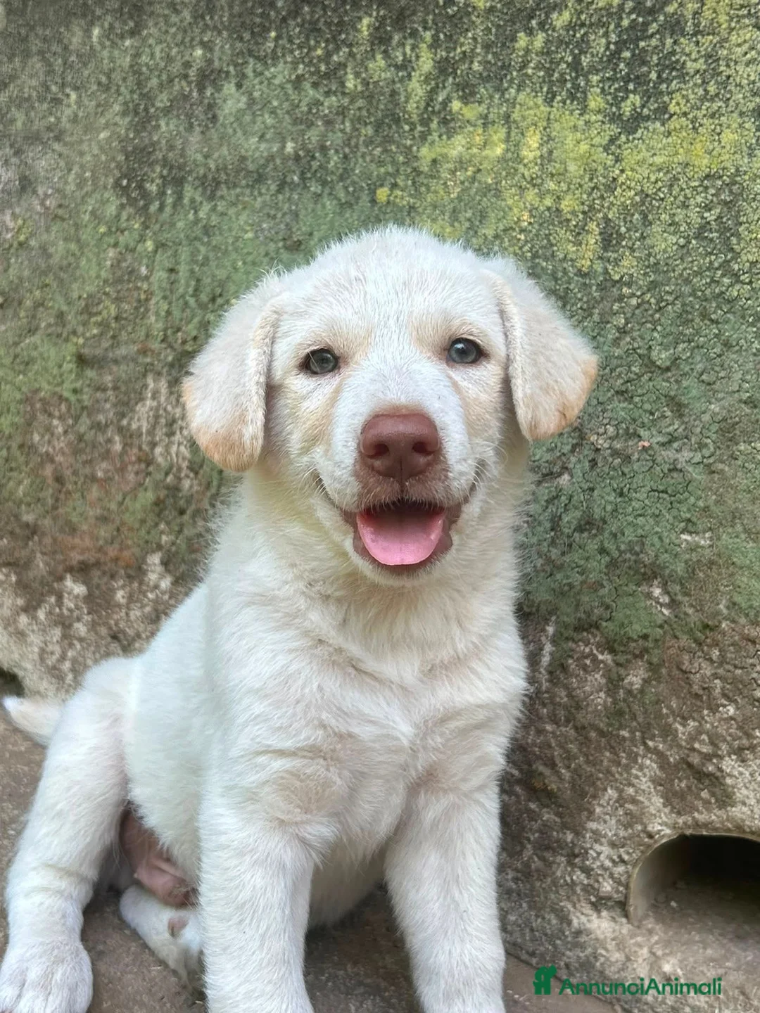 Meticcio cani in regalo: Lumi cerca casa 🏠 a Città metropolitana di Milano - Annuncio 1