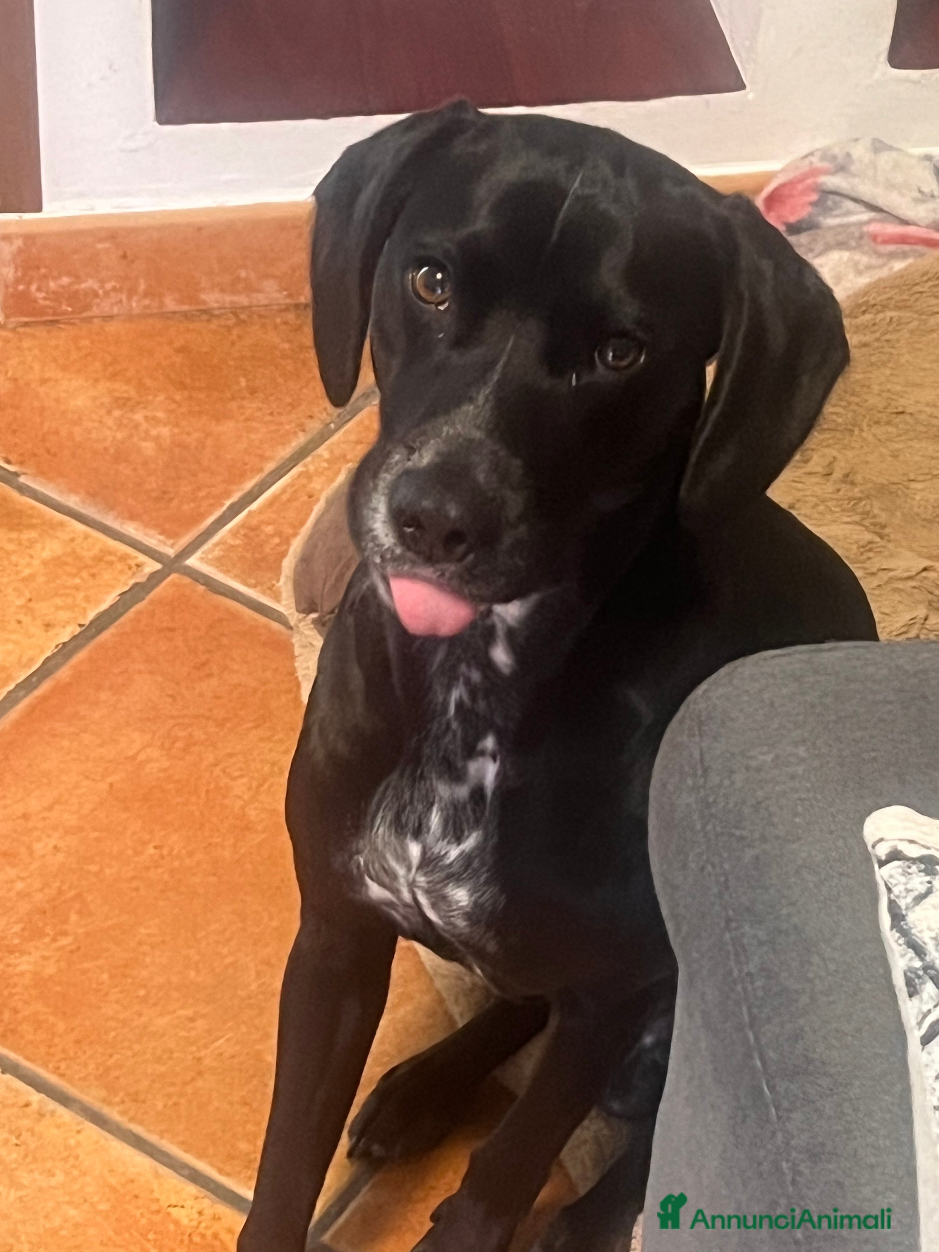 Meticcio cani Cane meticcio bracco  - Annuncio 2