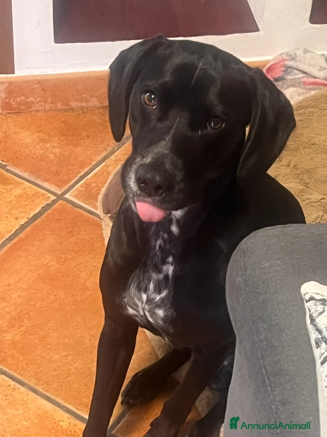 Meticcio cani in regalo: Cane meticcio bracco  - Annuncio 2