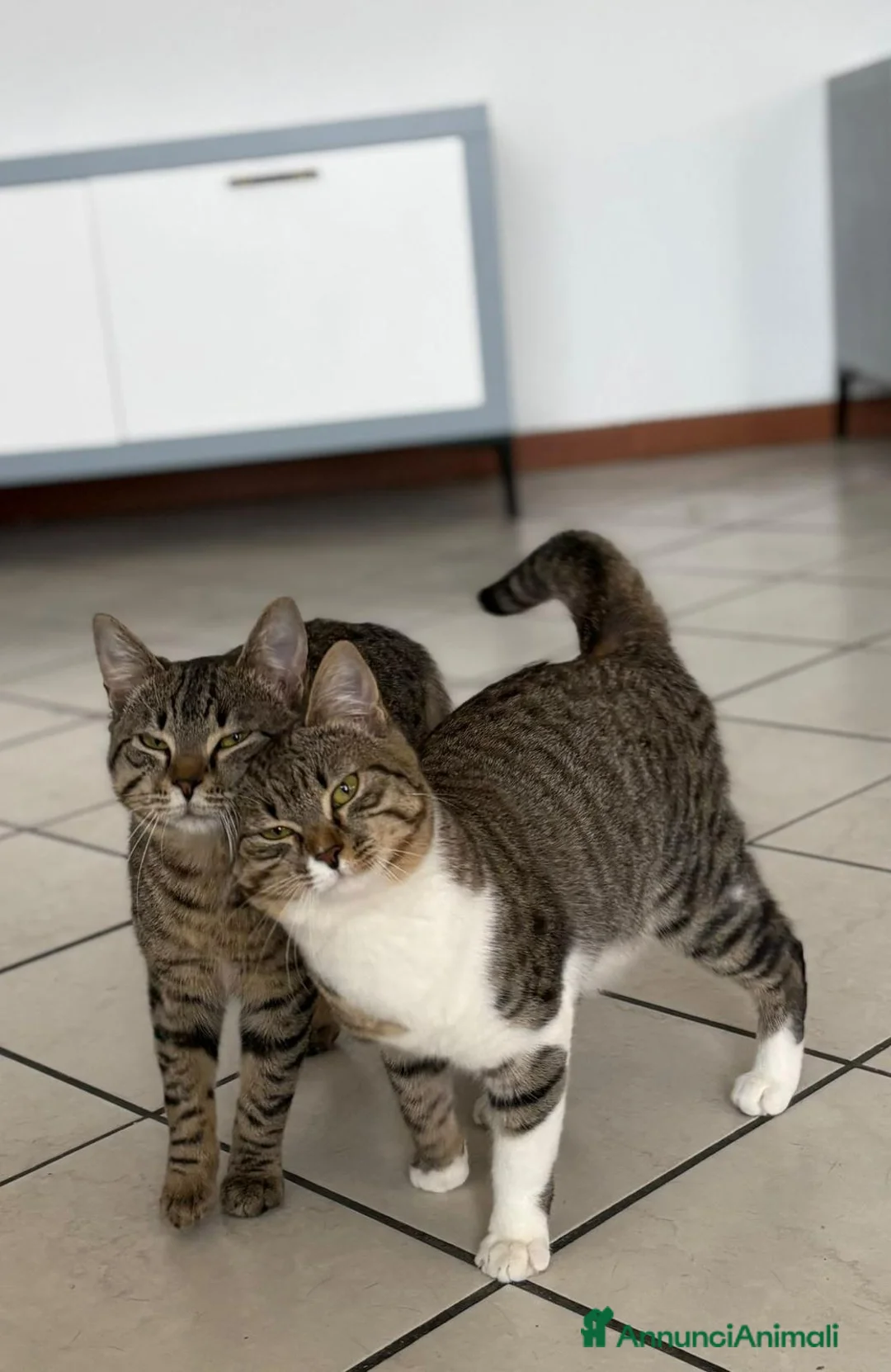 Meticcio gatti in regalo: GATTINI INSEPARABILI - Annuncio 2