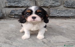 Cavalier King cani in vendita: Cavalier king con pedigree pronta da subito  a Provincia di Lecco - Immagine 14
