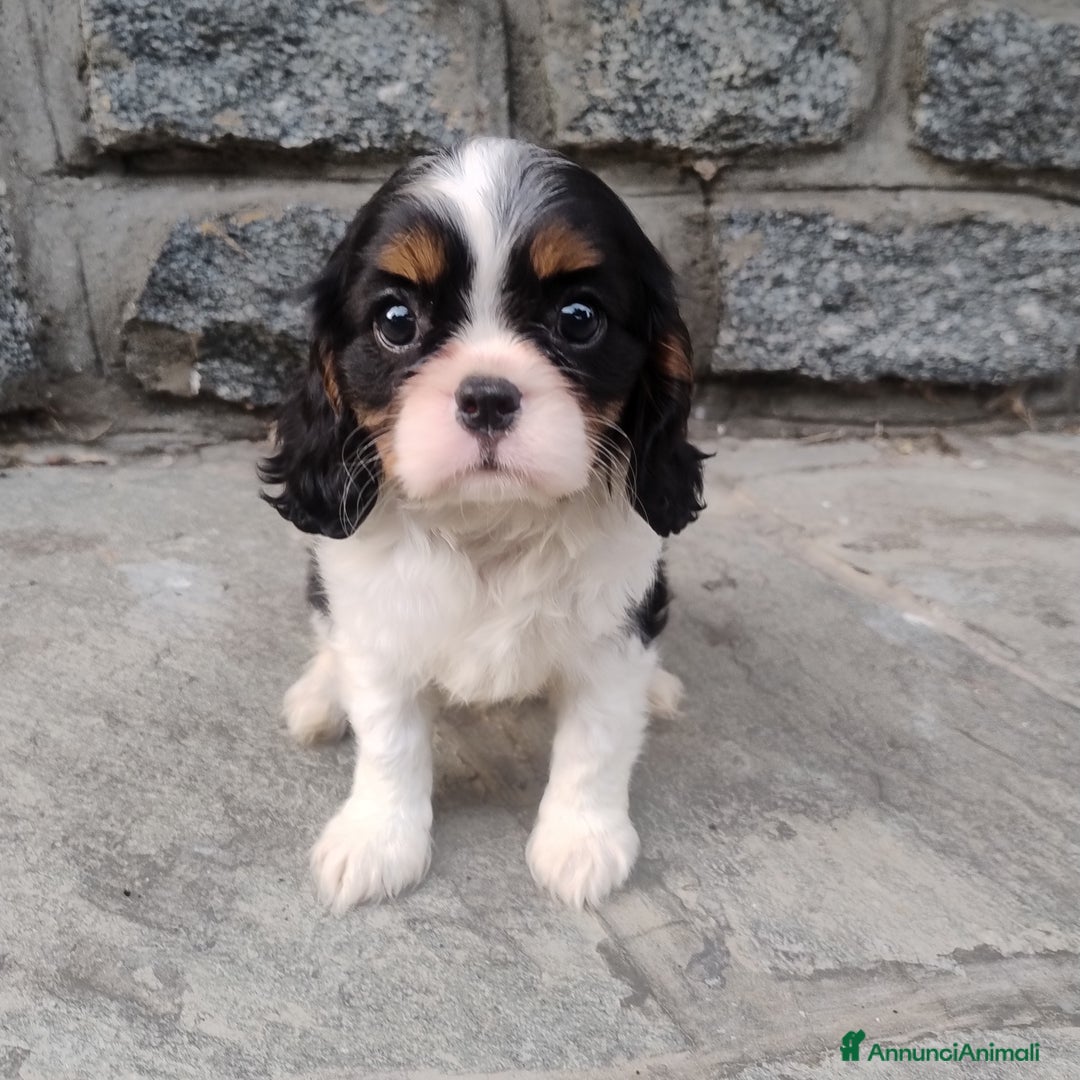 Cavalier King cani in vendita: Cavalier king con pedigree pronta da subito  a Provincia di Lecco - Immagine 14