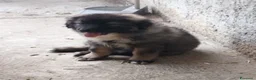 Pastore del Caucaso cani in vendita: Pastore del Caucaso  - Annuncio 5