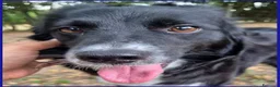 Border Collie cani in regalo: DIETA, MAMMINA SIMIL BORDER 2 ANNI, TENERA E DOLCE - Annuncio 11