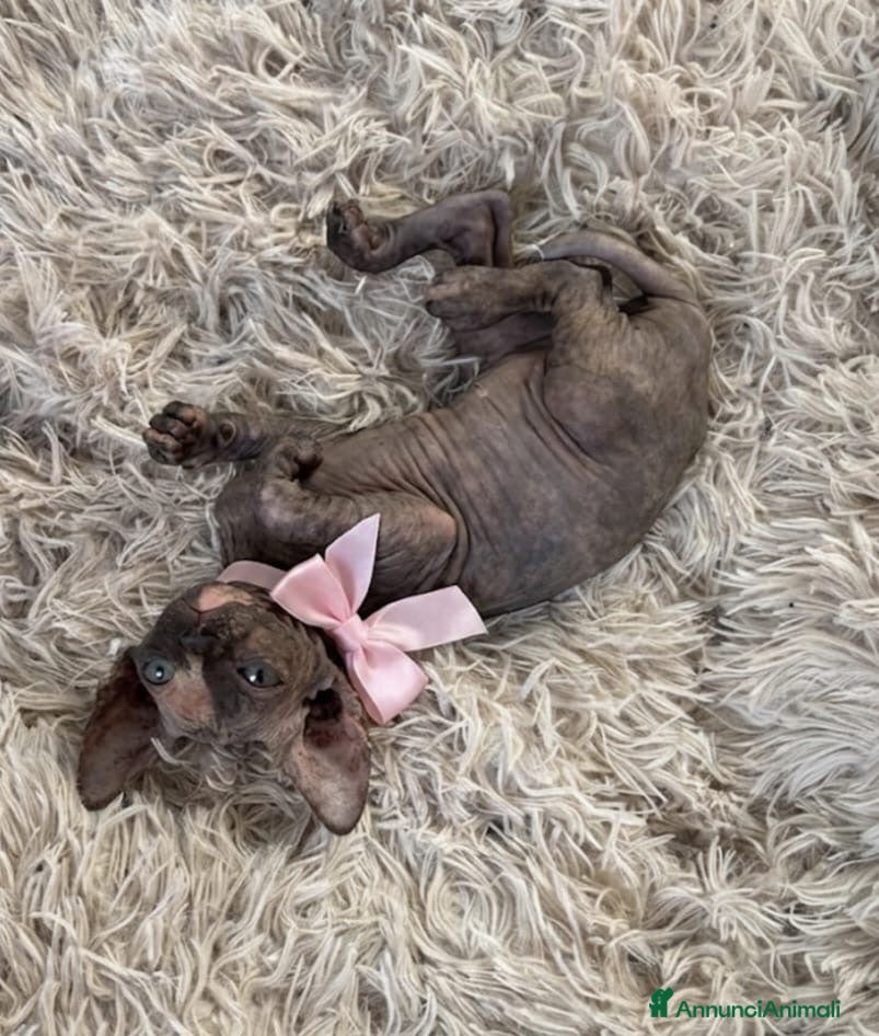 Sphynx gatti Sphynx o gatto nudo - Annuncio 2