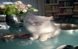 Siberiano gatti in vendita: Gatto siberiano anallergico con pedigree  a Ente di decentramento regionale di Udine - Immagine 3