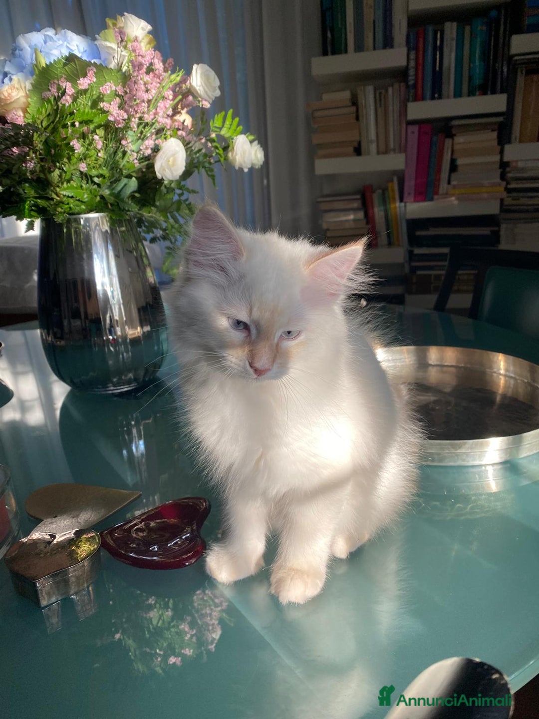 Siberiano gatti in vendita: Gatto siberiano anallergico con pedigree  a Ente di decentramento regionale di Udine - Immagine 3