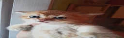 Scottish gatti in vendita: Scottish disponibili  a Provincia di Reggio Emilia - Annuncio 16