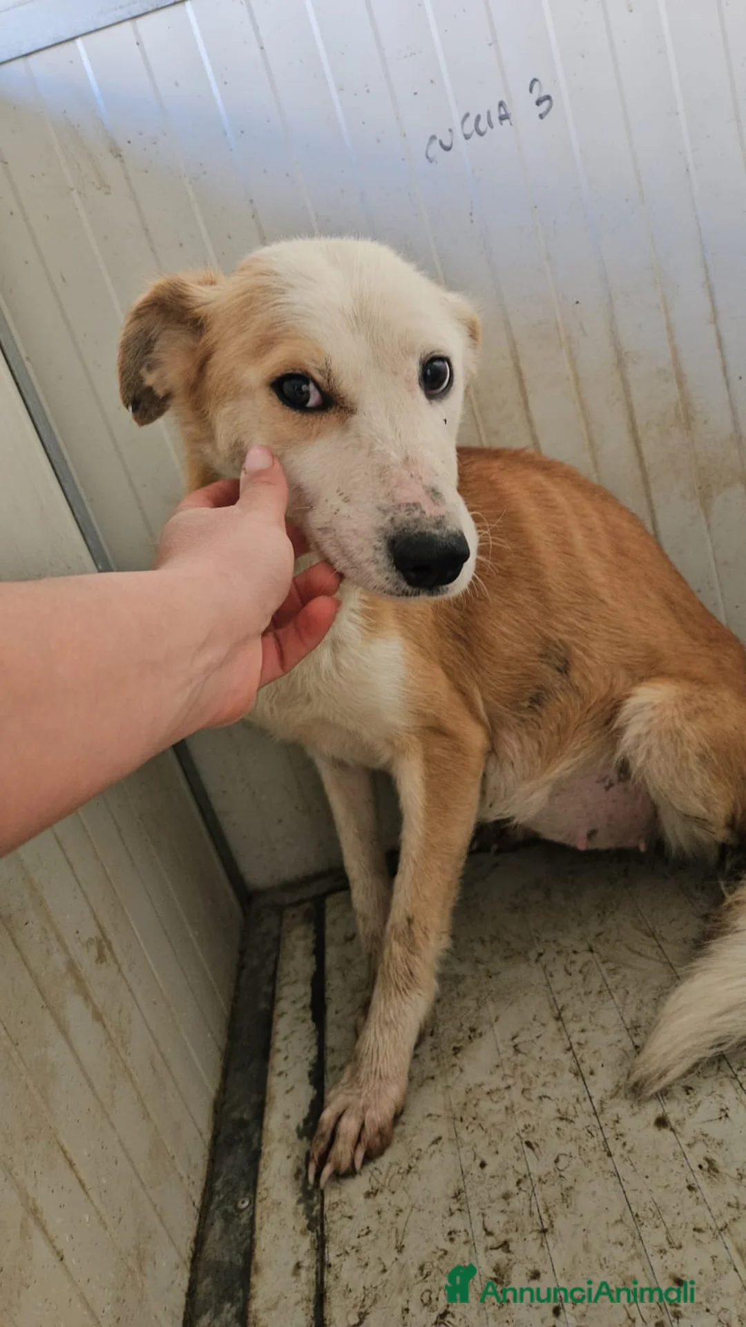 Meticcio cani in regalo: Gemma: dolce e sensibile  - Annuncio 13