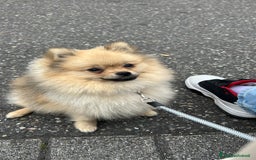 Spitz cani per accoppiamento: Spitz tedesco nano per accoppiamento con Pedigree a Libero consorzio comunale di Trapani - Immagine 3