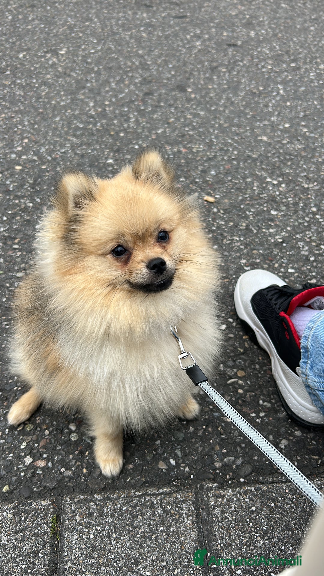 Spitz cani per accoppiamento: Spitz tedesco nano per accoppiamento con Pedigree a Libero consorzio comunale di Trapani - Immagine 3