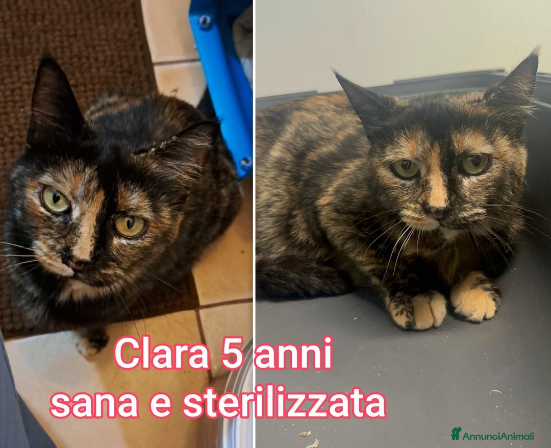 Altre razze gatti in regalo: GATTINI ESCLUSI DA TUTTI! - Annuncio 10
