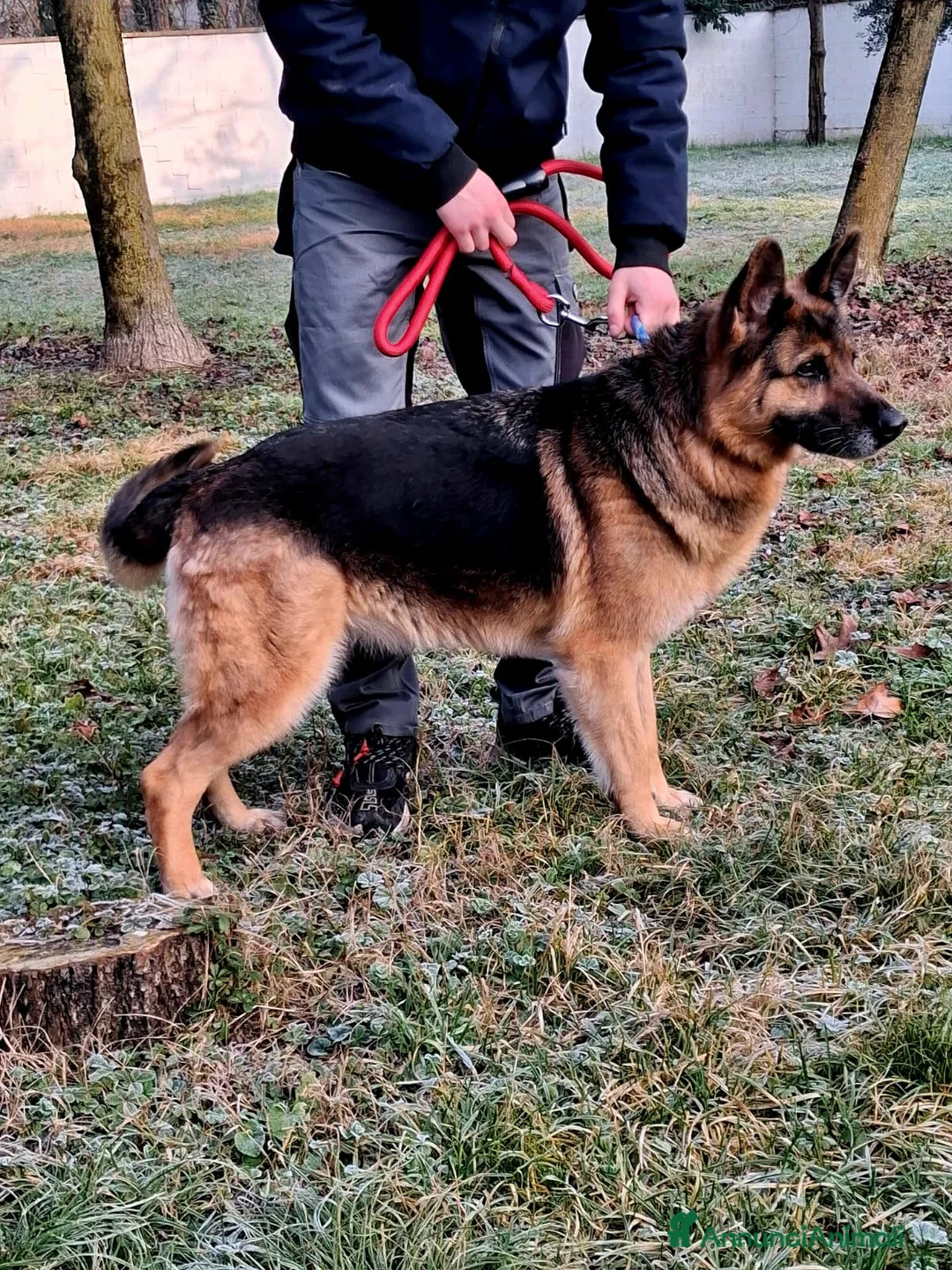 Pastore Tedesco cani in regalo: FEDE PASTORE TEDESCO - Annuncio 1
