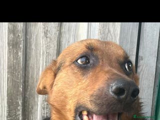 Pastore Tedesco cani Adozione del cuore - Annuncio 1