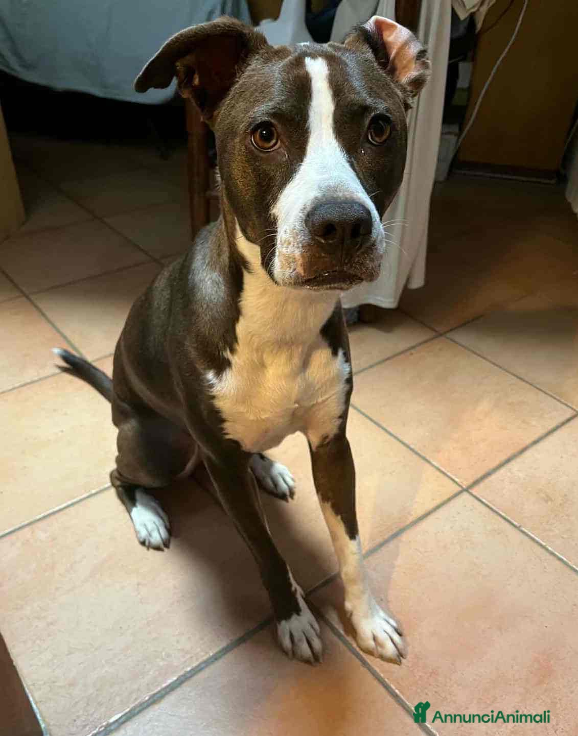 Pitbull cani OLIVIA, dolcissima mix PIT cerca casa! - Annuncio 4