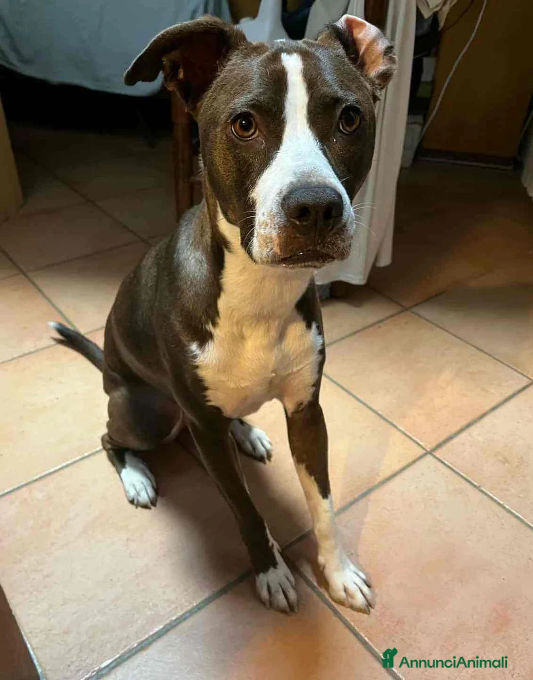 Pitbull cani in regalo: OLIVIA, dolcissima mix PIT cerca casa! - Annuncio 1