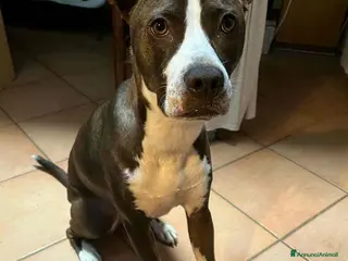 Pitbull cani OLIVIA, dolcissima mix PIT cerca casa! - Annuncio 4