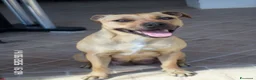 Staffordshire cani in vendita: Cuccioli di Staffordshire Bull Terrier disponibili a Libero consorzio comunale di Agrigento - Annuncio 1