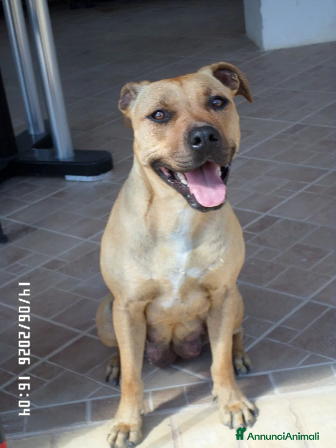 Staffordshire cani in vendita: Cuccioli di Staffordshire Bull Terrier disponibili a Libero consorzio comunale di Agrigento - Annuncio 1