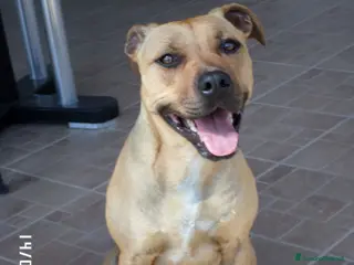 Staffordshire cani Cuccioli di Staffordshire Bull Terrier disponibili - Annuncio 11