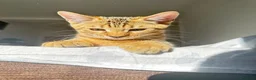Bengala gatti in vendita: Cuccioli bengala  a Provincia della Spezia - Annuncio 22