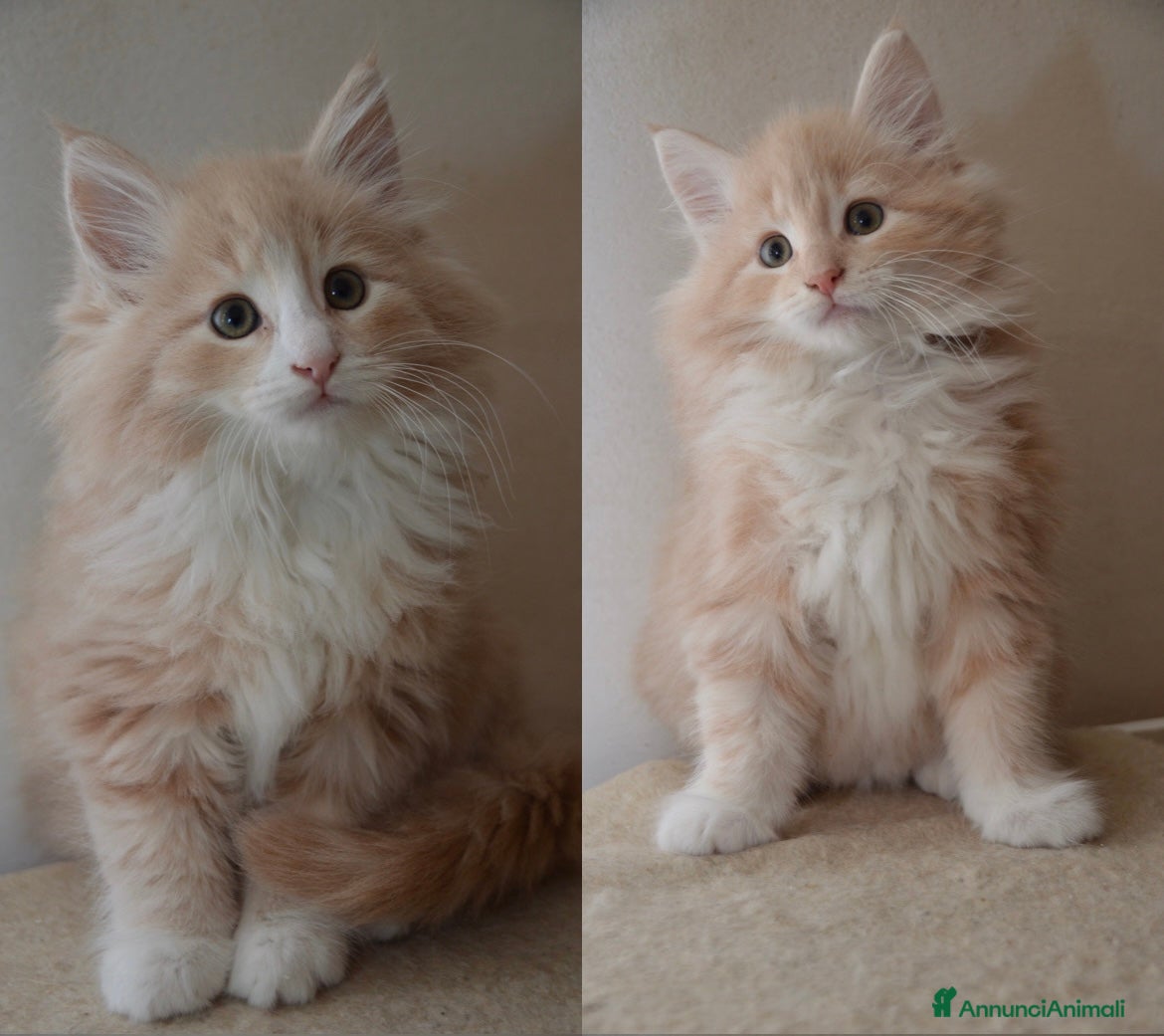 Norvegese gatti Cucciolo norvegese delle foreste  - Annuncio 1