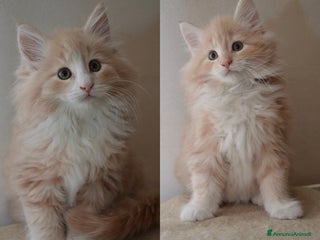 Norvegese gatti Cucciolo norvegese delle foreste - Annuncio 1