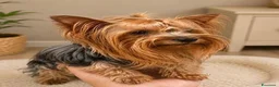 Yorkshire cani in vendita: Adorabili Cuccioli di Yorkshire terrier M/F - Annuncio 16