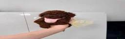 Barboncino Toy cani in vendita: Cuccioli di Barboncino Toy Teddy - Annuncio 1