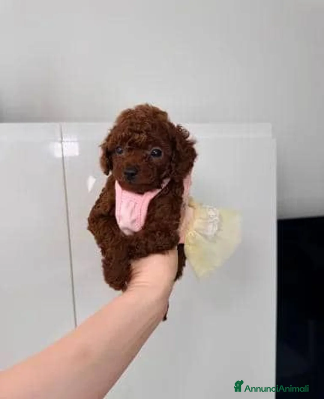 Barboncino Toy cani in vendita: Cuccioli di Barboncino Toy Teddy - Annuncio 1