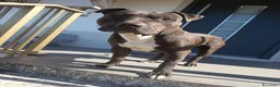 American Staffordshire cani in regalo: Splendido Amstaff di 2 anni - Annuncio 1