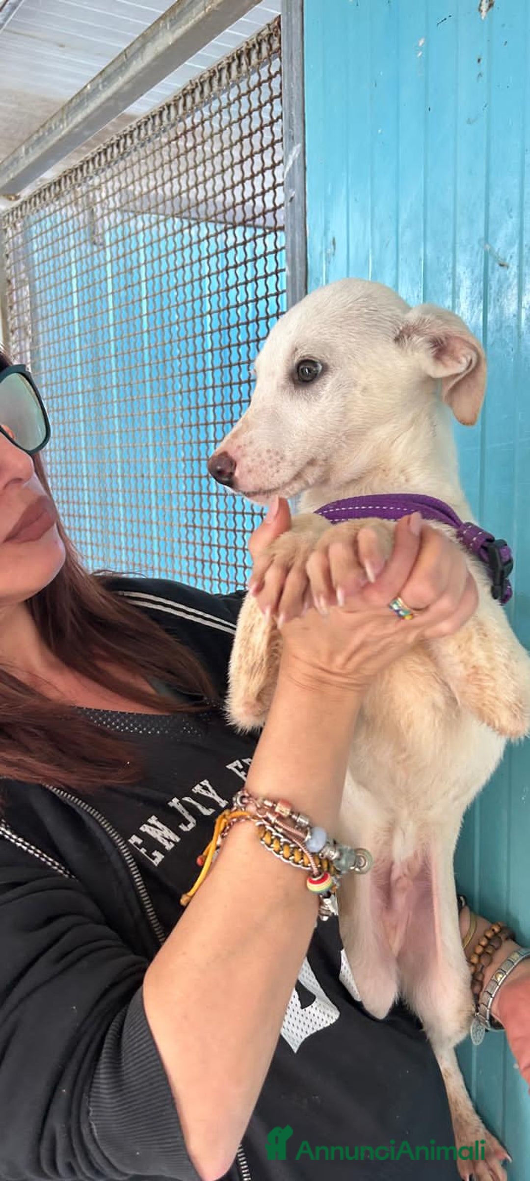 Altre razze cani in regalo: TOTÒ, NANNI, SANDRO, GAS E ROBIN, - Annuncio 3