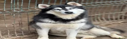 Husky cani in regalo: ECHO, HUSKY bella da togliere il fiato! - Annuncio 8