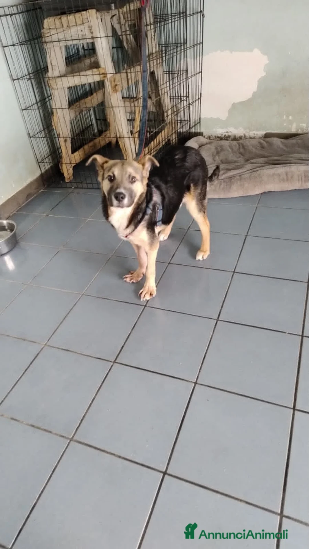 Altre razze cani in regalo: tobia  - Annuncio 2