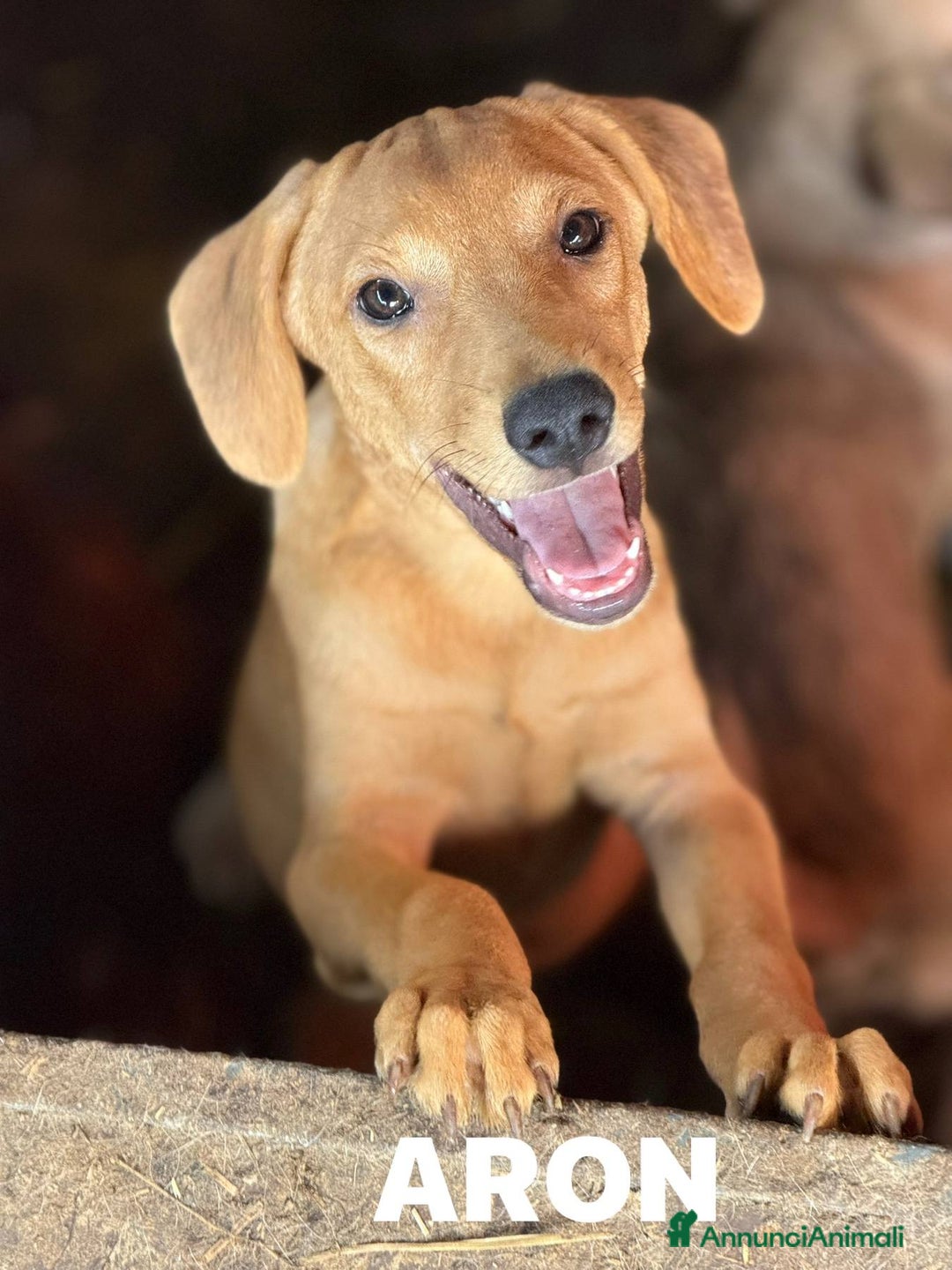 Meticcio cani in regalo: ARON e ARES, i cuccioli dolcissimi INVISIBILI! - Annuncio 2