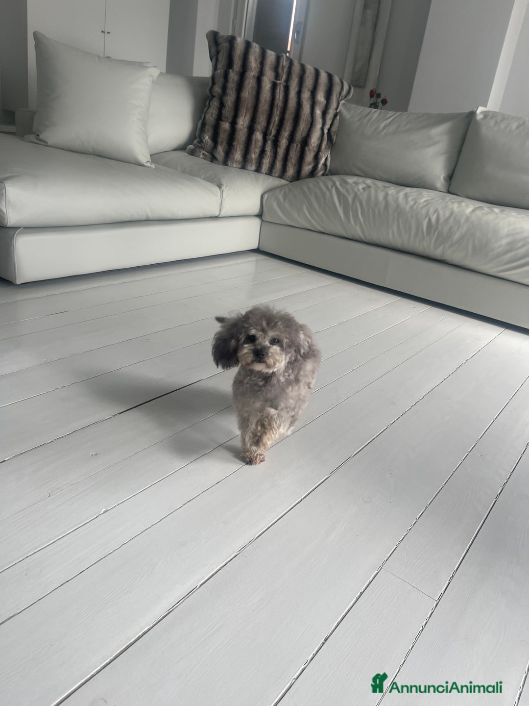 Barboncino Toy cani per accoppiamento: Accoppiamento Barboncino Toy Grigio  - Annuncio 3