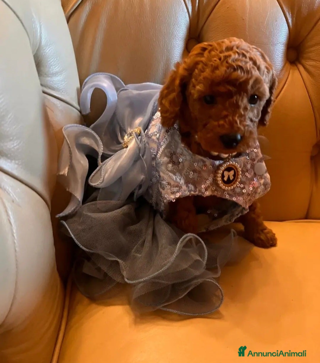 Immagine della galleria {{count}}