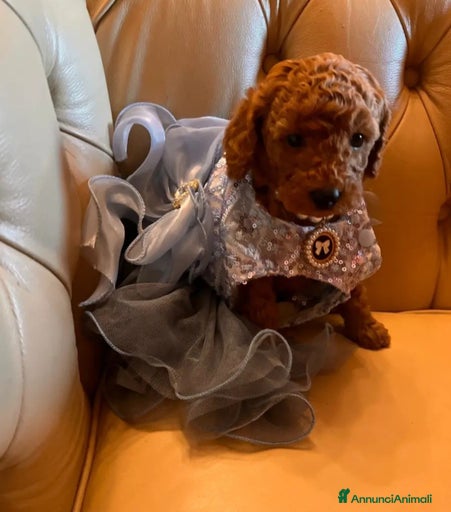 Immagine della galleria {{count}}