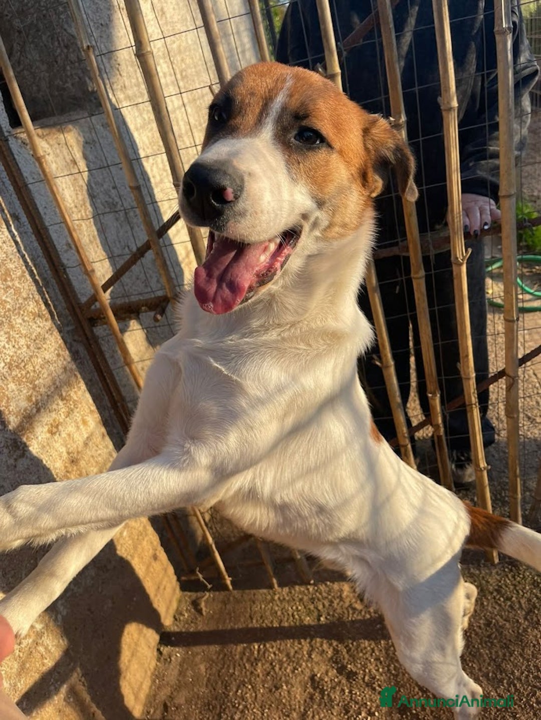 Meticcio cani in regalo: DOLCE BUBI 6/7 MESI  - Annuncio 1