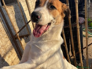 Meticcio cani DOLCE BUBI 6/7 MESI - Annuncio 1