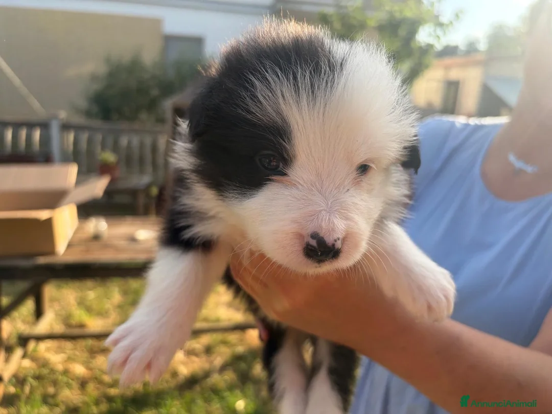 Border Collie cani in vendita: Cuccioli di Border collie - Annuncio 2