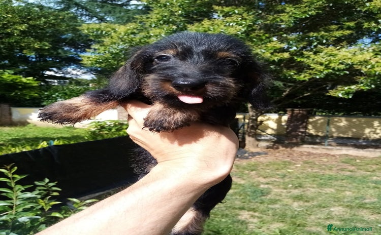 Bassotto cani a Ente di decentramento regionale di Udine - Annuncio 5