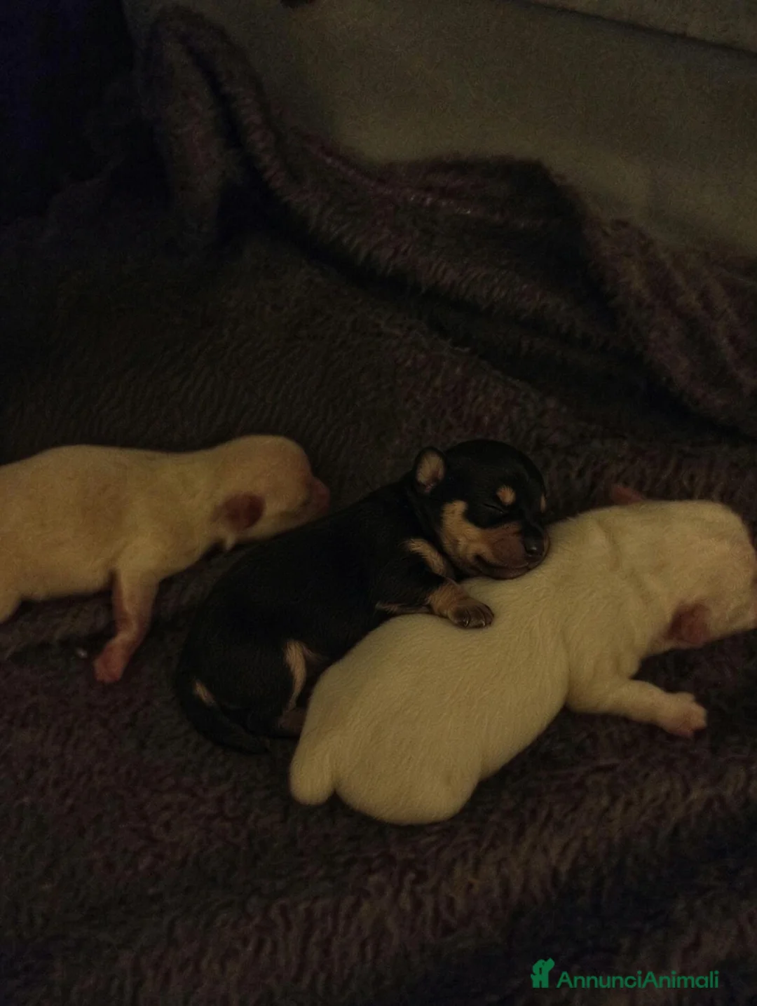 Volpino Pomerania cani in vendita: Spitz pomerania nano tedesco cuccioli - Annuncio 3