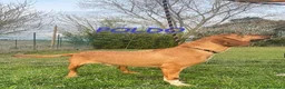 Meticcio cani in regalo: POLDO affettuoso e buono - Annuncio 4