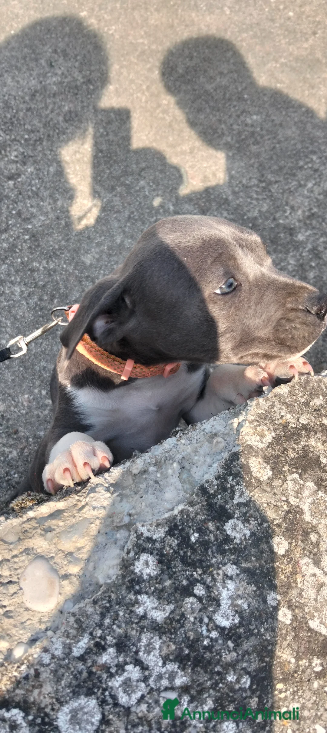 American Staffordshire cani in vendita: Amstaff blu - Annuncio 1