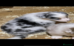 Australian Shepherd cani in vendita: Pastore australiano  a Città Metropolitana di Torino - Immagine 5