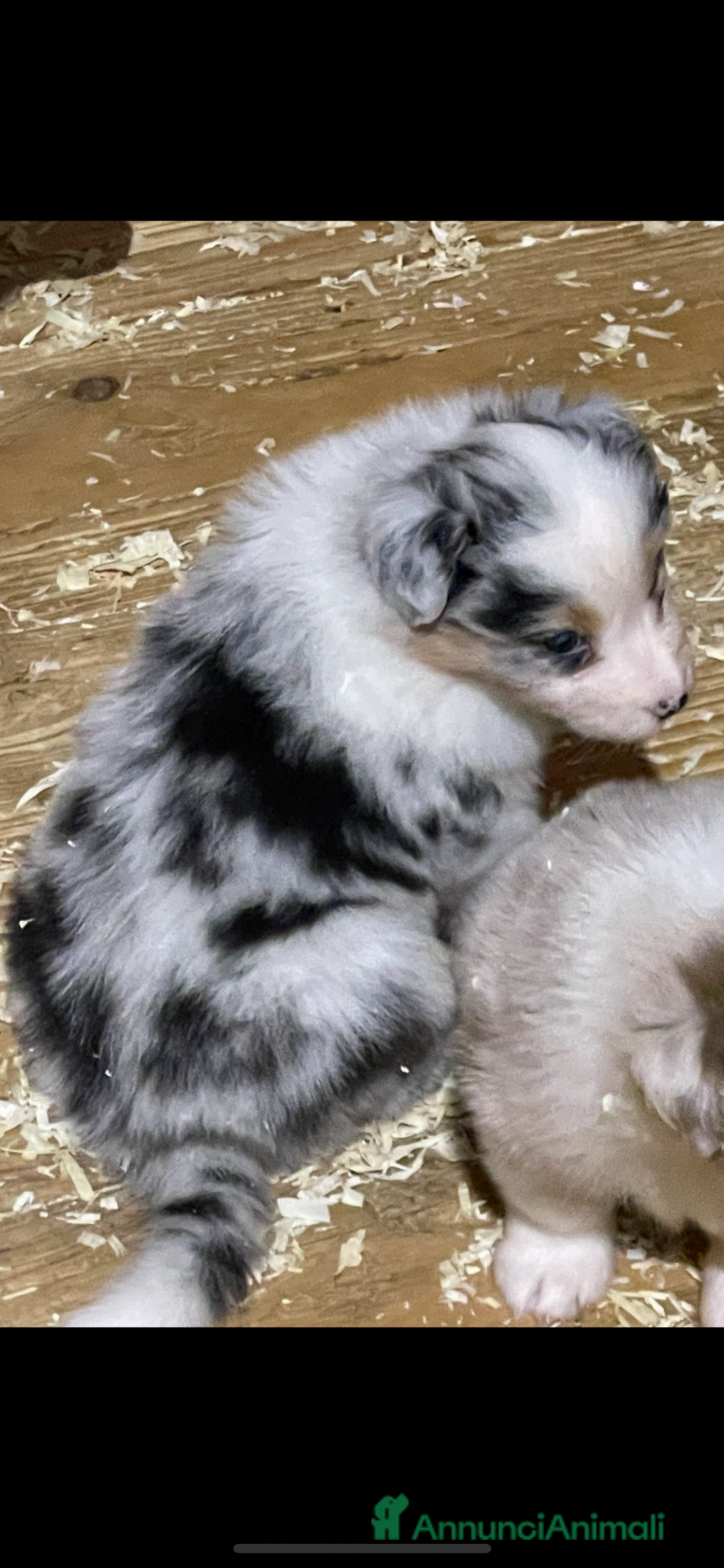 Australian Shepherd cani in vendita: Pastore australiano  a Città Metropolitana di Torino - Immagine 5